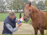 Huub met paard